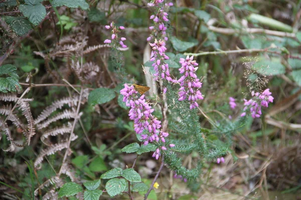 Latar Belakang Dengan Bunga Ungu Hutan — Stok Foto