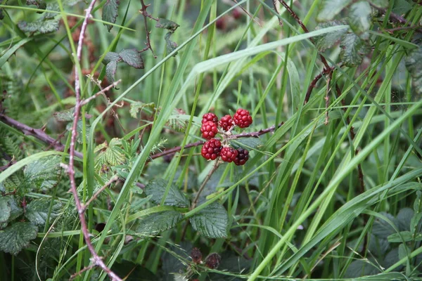 绿草背景上的红色黑莓 — 图库照片