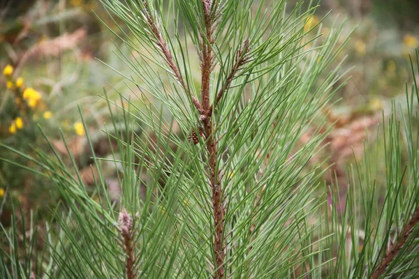 Bakgrund Ananas Tall Berget Jaizkibel Baskien — Stockfoto