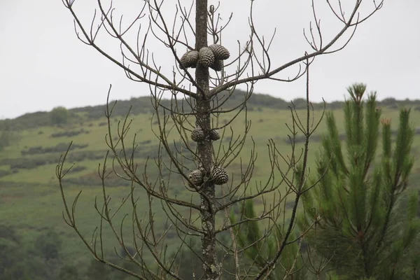 Hintergrund Der Ananas Einer Kiefer Auf Dem Berg Jaizkibel Baskenland — Stockfoto