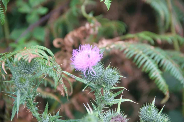 ライラックの花を持つアザミの背景には — ストック写真