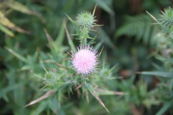 ライラックの花を持つアザミの背景には — ストック写真