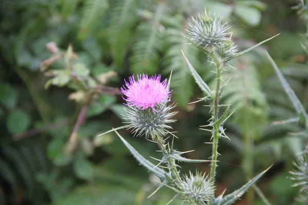 Achtergrond Van Distels Met Lila Bloemen — Stockfoto