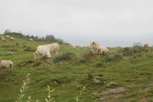 Белые Коровы Пасутся Лугу Горе Джайзкибель Стране Басков — стоковое фото