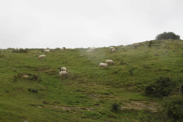 Schafe Weiden Auf Einer Weide Berg Jaizkibel Baskenland — Stockfoto