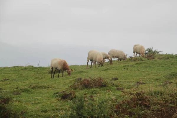 Schapen Grazen Een Weiland Berg Jaizkibel Baskenland — Stockfoto