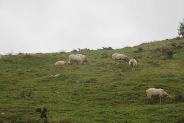 Πρόβατα Βόσκησης Ένα Λιβάδι Στο Όρος Jaizkibel Στη Χώρα Των — Φωτογραφία Αρχείου