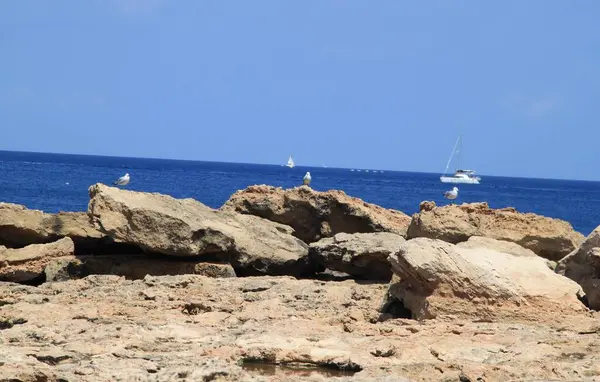 Måsar Klipporna Port Des Torrent Ibiza Balearerna Spanien — Stockfoto