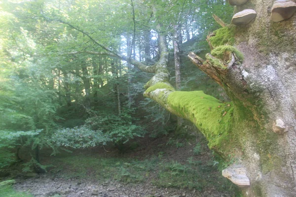 Green Moss Fungi Trunk Old Forest Tree Sierra Aralar Basque — Stock Photo, Image