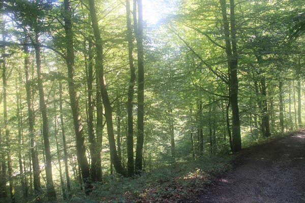 スペインのバスク地方のシエラ アララルの森の緑の木々の間を太陽の光が流れています 自然地域 オープンエア — ストック写真