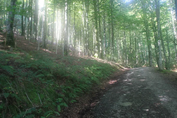 Strålar Solljus Strömmar Genom Gröna Träden Skogen Sierra Aralar Baskien — Stockfoto