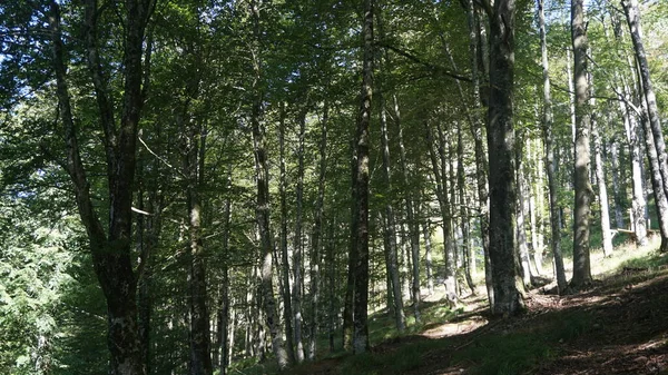 Landsbygd Och Bergslandskap Sierra Aralar Guipuzkoa Baskien Spanien Naturmiljöer Hållbar — Stockfoto