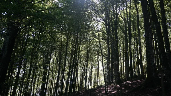 Αγροτικό Και Ορεινό Τοπίο Στη Sierra Aralar Της Guipuzkoa Στη — Φωτογραφία Αρχείου