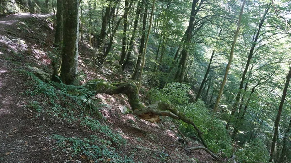 Ländliche Und Bergige Landschaft Der Sierra Aralar Guipuzkoa Baskenland Spanien — Stockfoto