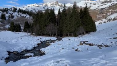 Karda yeşil köknar kuşlarının yatay videosu. Karda onlara doğru akan bir akarsu, doğanın sesi..