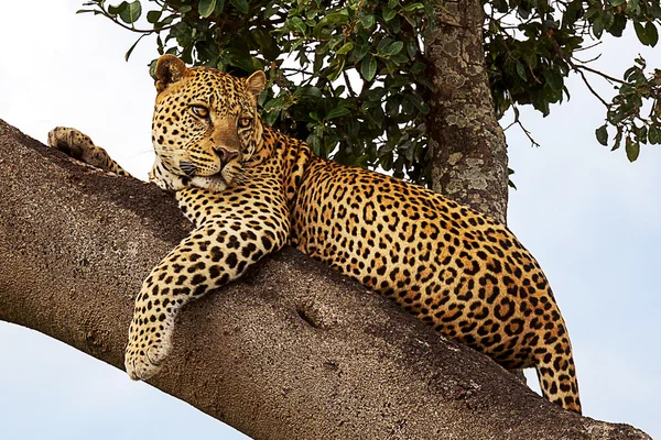 Leopard — Stockfoto