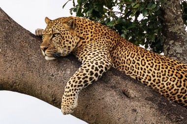 leopar