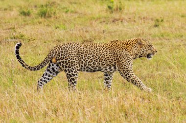leopar