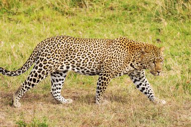 leopar