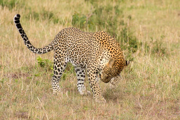 Leopardo — Fotografia de Stock