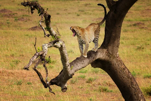 Leopardo — Fotografia de Stock