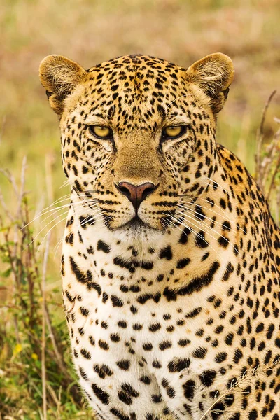 Leopard — Stockfoto