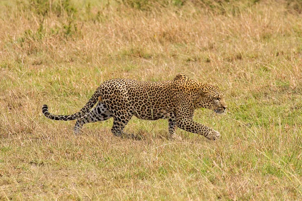 Leopardo — Foto de Stock