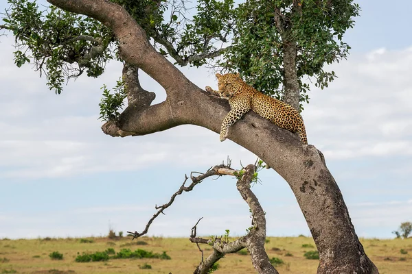 Leopardo — Fotografia de Stock