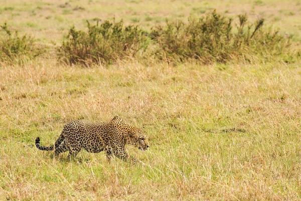 Leopardo — Fotografia de Stock