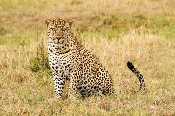 Leopard — Stock Photo, Image