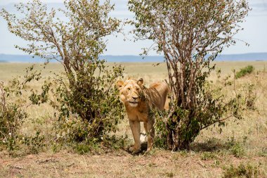 Aslan