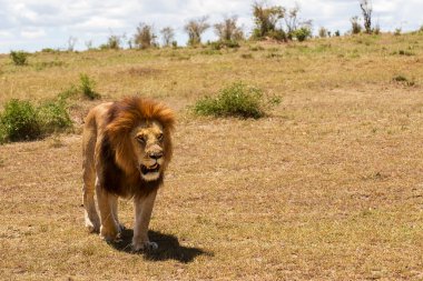 Aslan