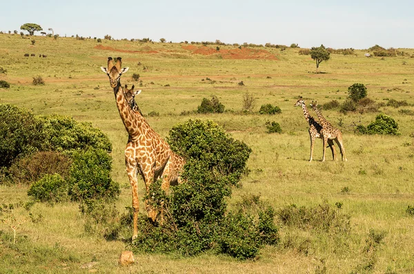 Giraffen — Stockfoto