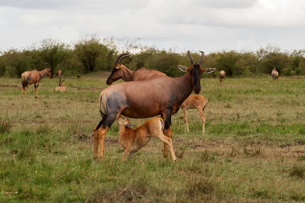 Antilope — Stockfoto