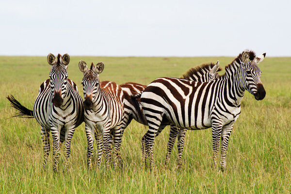 This picture was taken in the national park Masai Mara, Kenya