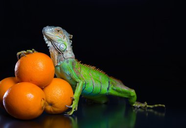 Yeşil iguana ve bir yığın portakal
