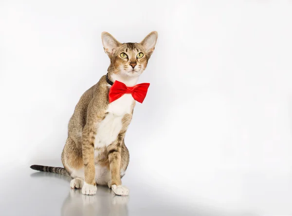 Αστείο γάτα σε ένα κόκκινο παπιγιόν — Φωτογραφία Αρχείου