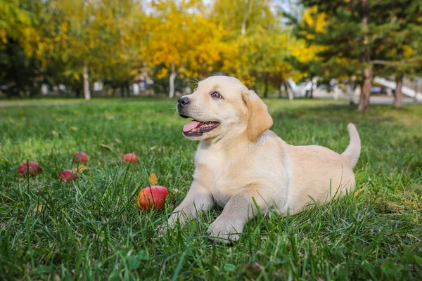 Glada valp med ett rött äpple — Stockfoto