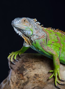 Güzel yeşil iguana bir ağaçta oturuyor