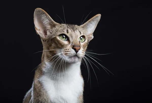 Gato bonito com orelhas grandes — Fotografia de Stock