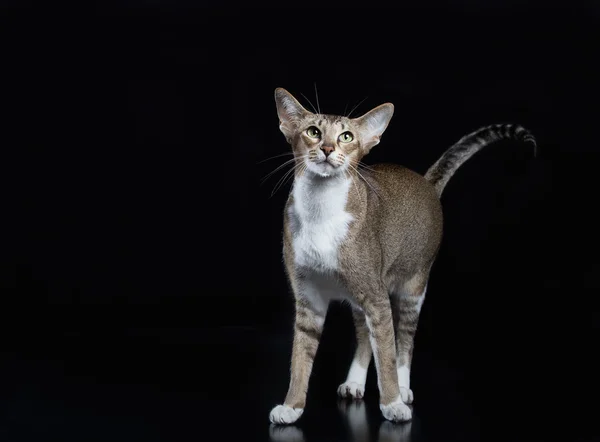 큰 귀 가진 아름 다운 고양이 — 스톡 사진