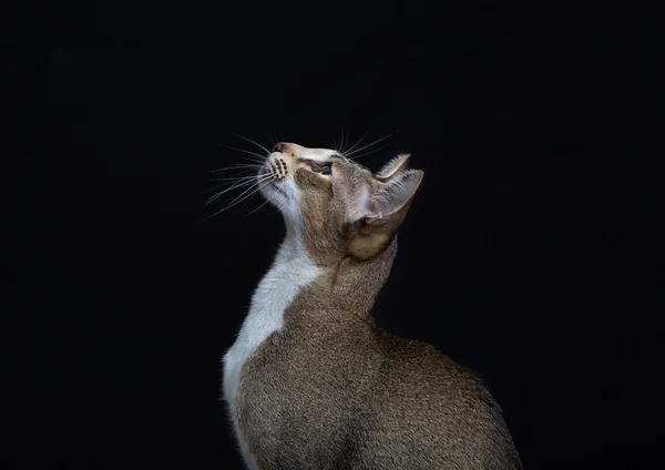 Citra indah seekor kucing dalam profil — Stok Foto