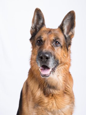 güzel Alman çoban köpeği