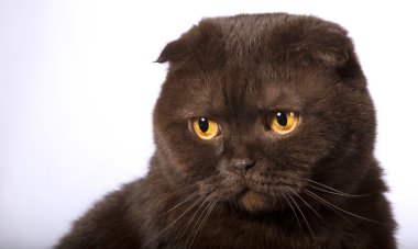 Rahatsız çikolata kedi