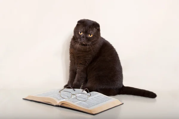 Hermoso gato está sentado sobre fondo blanco con libro —  Fotos de Stock