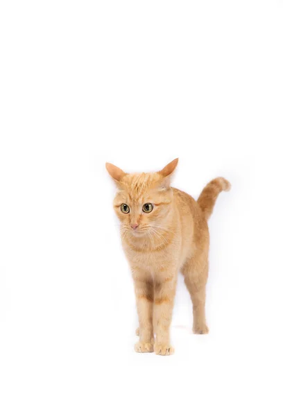 아름 다운 큰 눈으로 멍하게 carroty 고양이 — 스톡 사진
