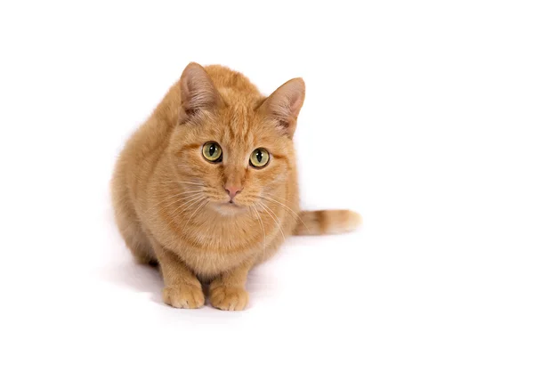 Woody Carroty Katze mit schönen überraschten Augen — Stockfoto