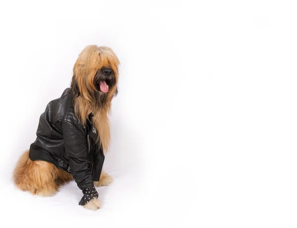 黒革のジャケットに大きなフランス ・ シェパード ・ ドッグ — ストック写真