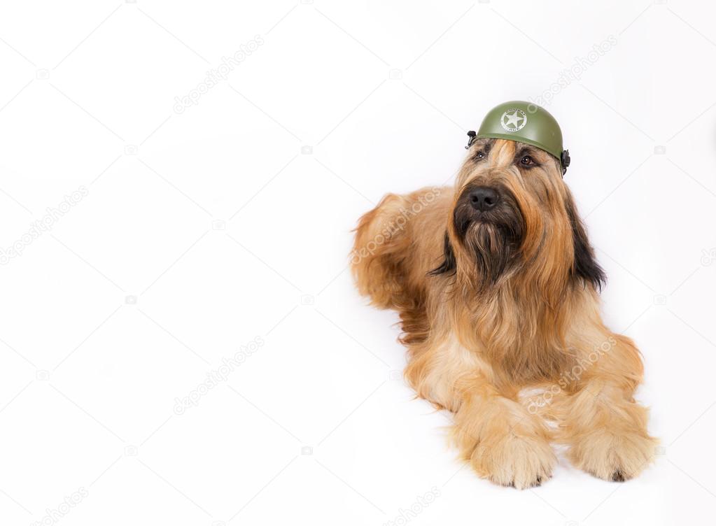 Big French shepherd dog in  military helmet
