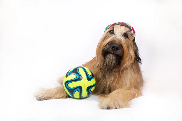 ボールを持つ大きなフランス ・ シェパード ・ ドッグ — ストック写真